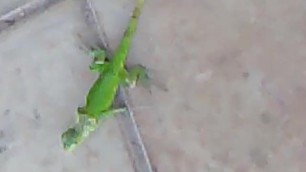 LIZARD WAS ALMOST FLATTEN BY GIRL AT THE PARK.