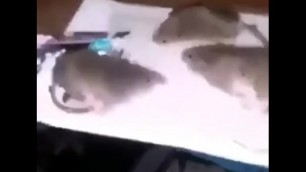 Screaming. at Rats