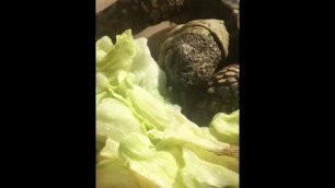 Turtle Eating Salad