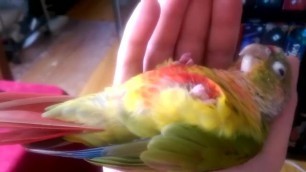 Kiwi's Big Debut Part 1