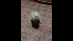 Dog and his Doll