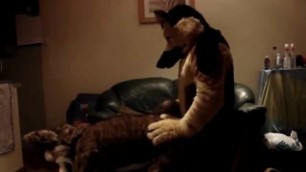Two Gay Furries Fucking