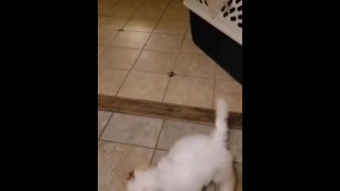 Hall of Famers Puppies Playing